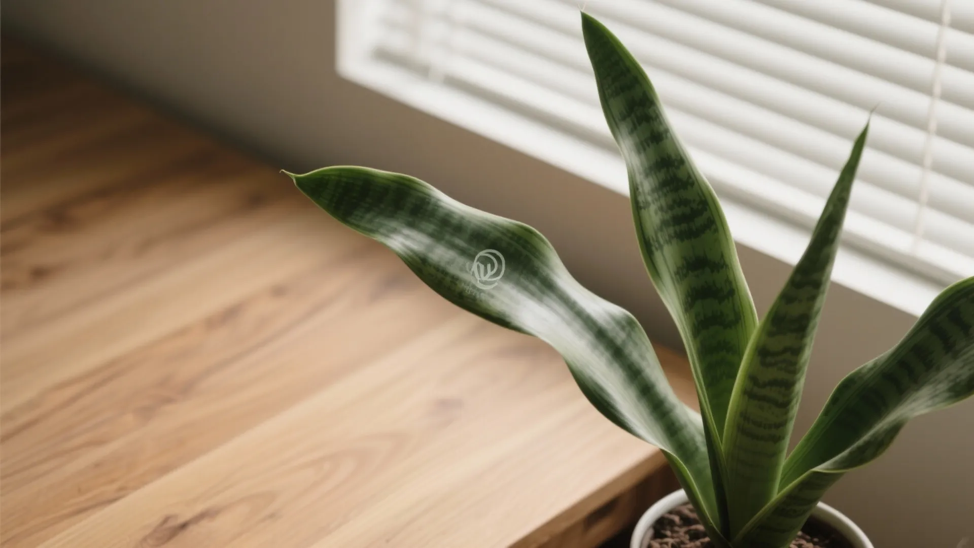 Close up of a green snake plant in a white pot on a wooden desk surface
