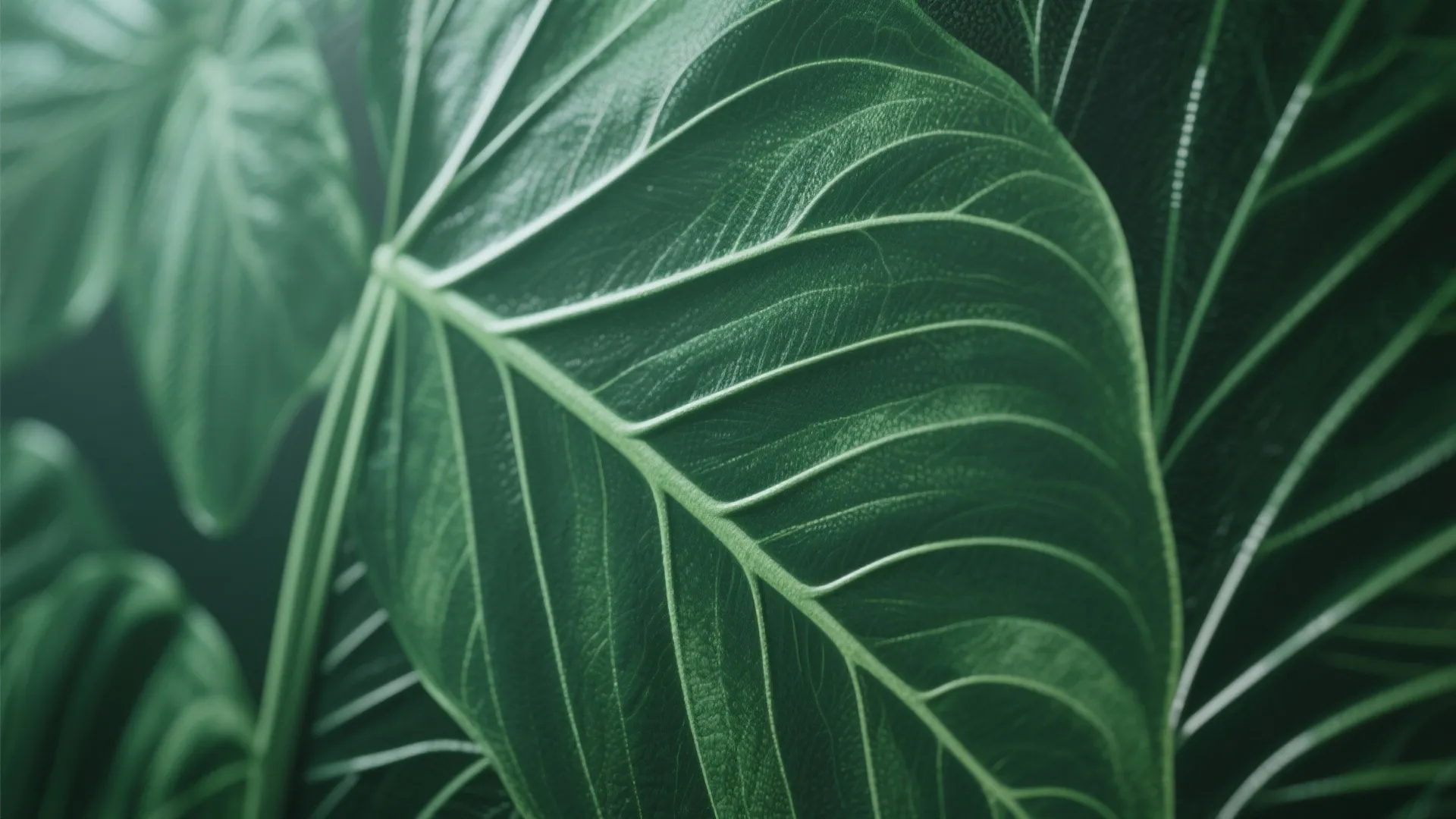 High-Contrast Botanical Prints