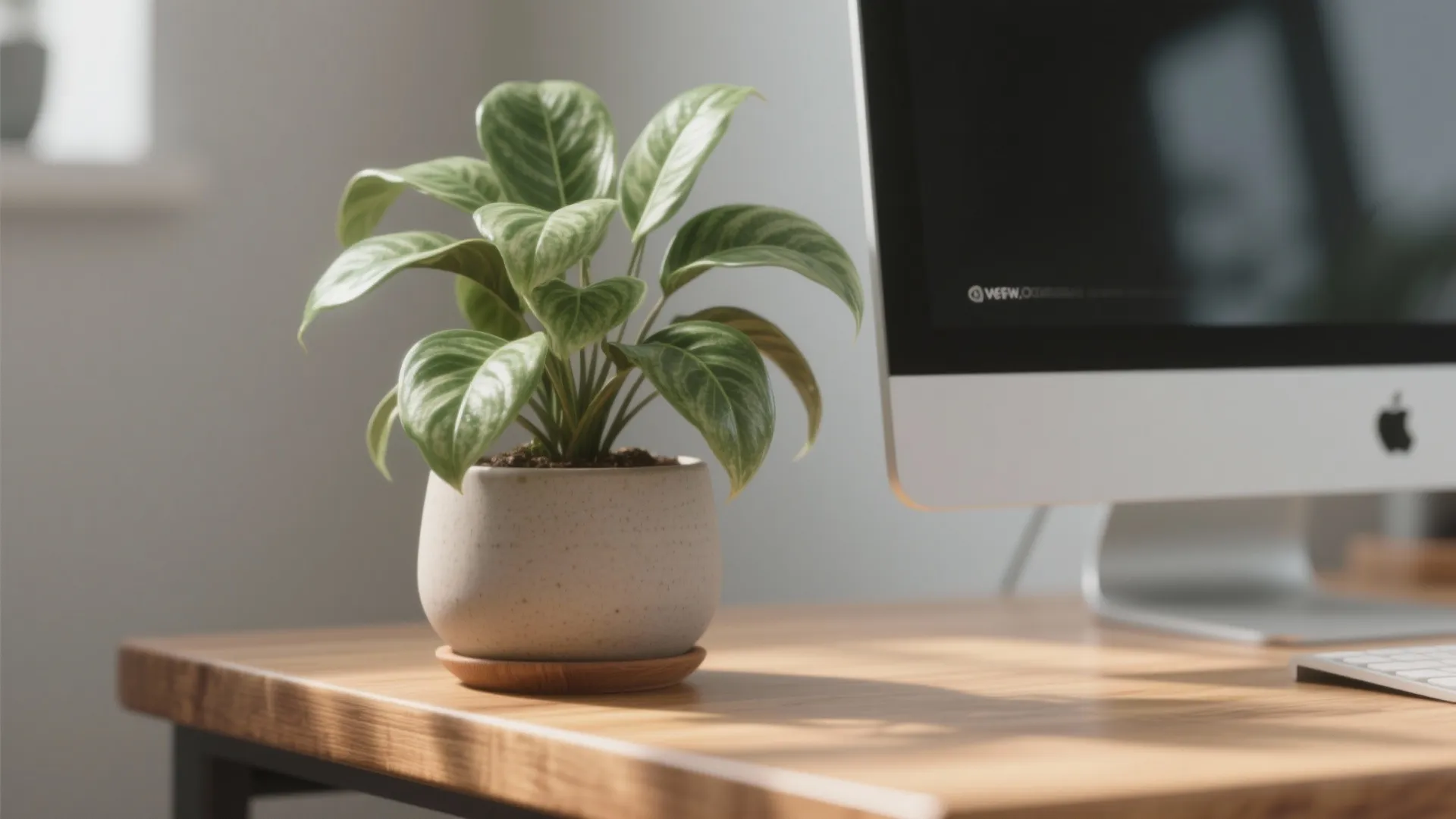 Small green potted plant on a wooden office desk next to a white desktop computer