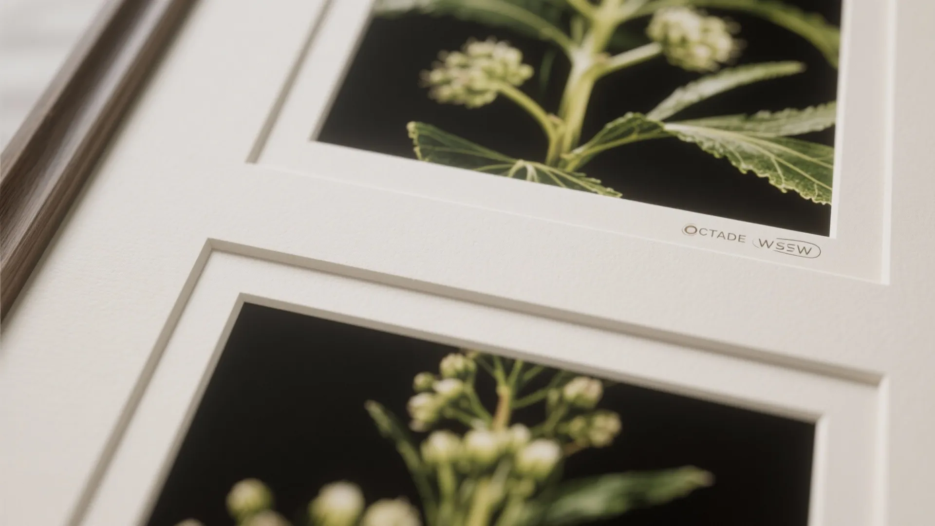 Close up view of two framed botanical prints with white paper mats and wood frames