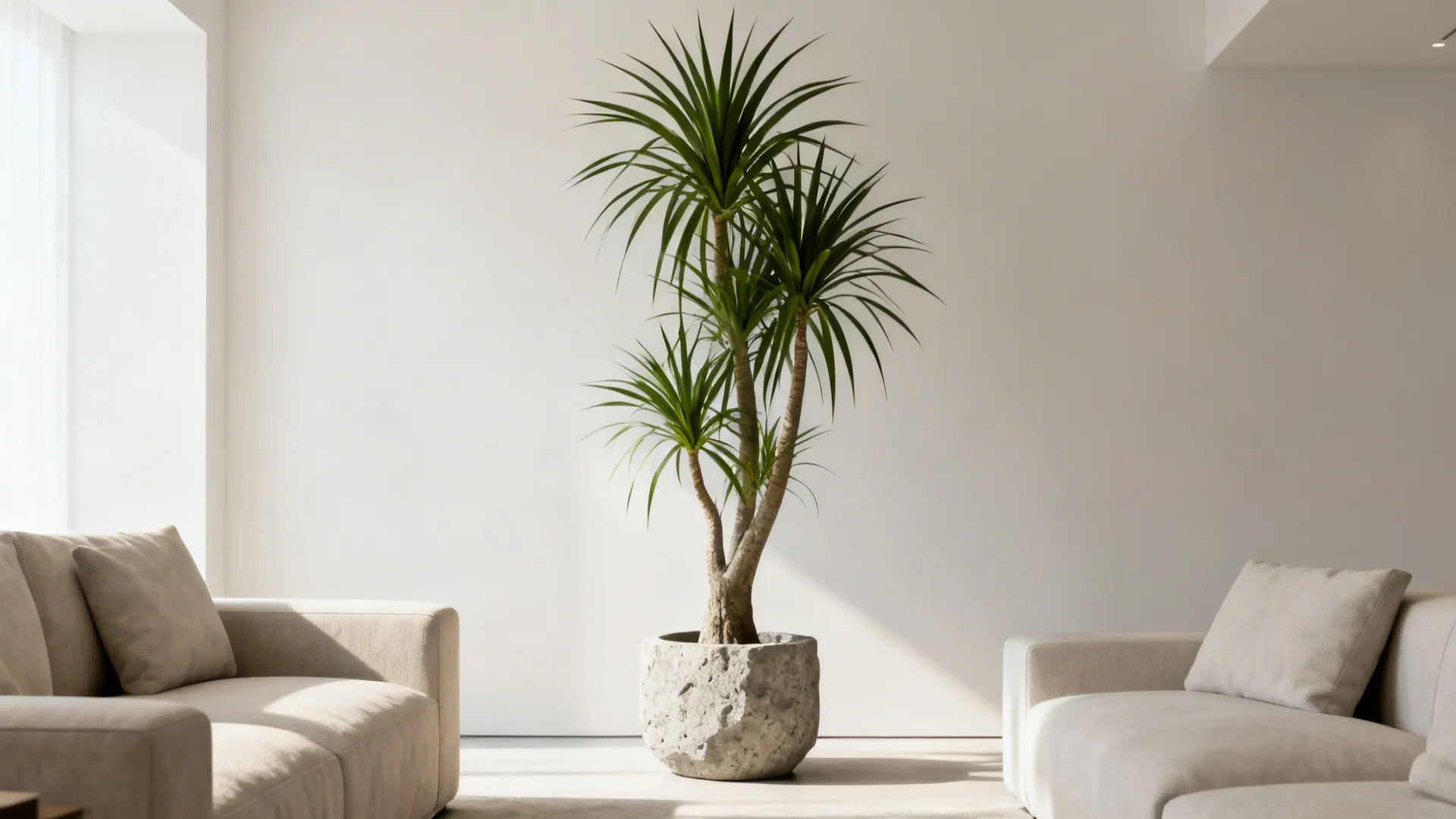 Tall green indoor plant in a stone pot standing between two comfortable modern beige sofas