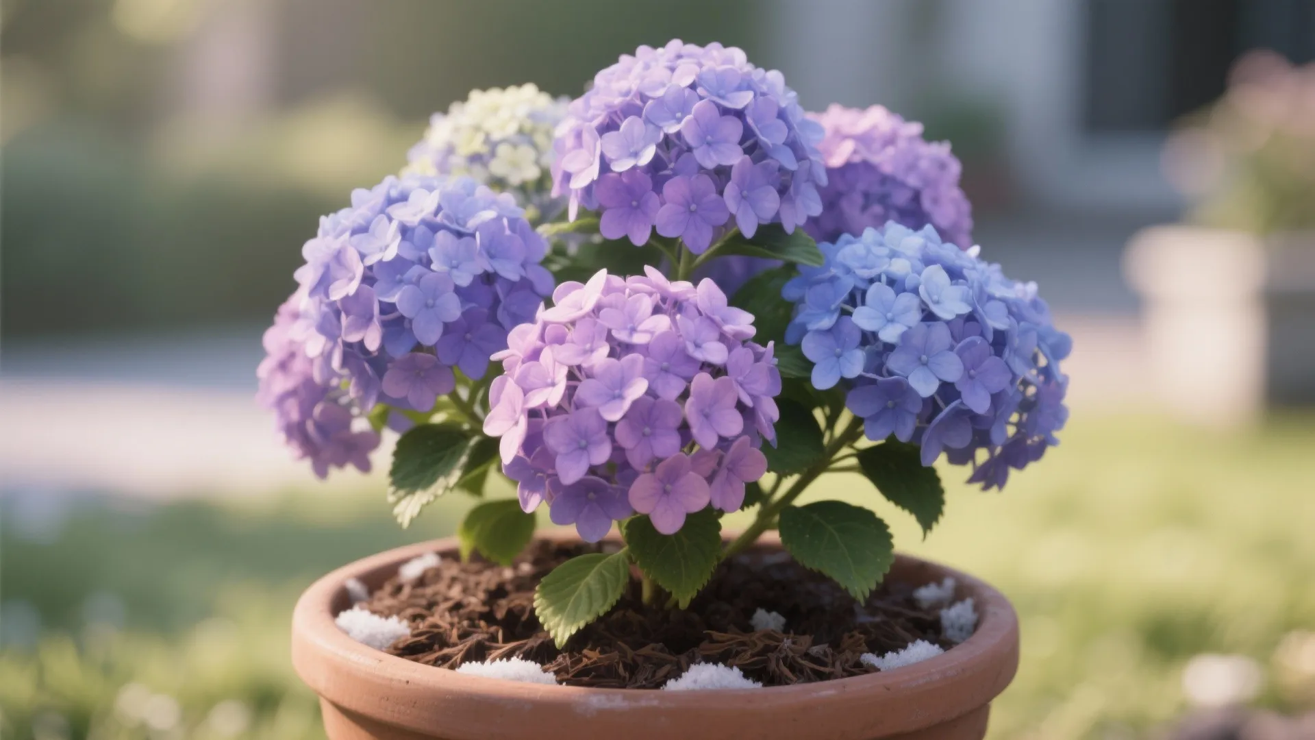4. Dwarf Hydrangea — Big Blooms, Small Footprint