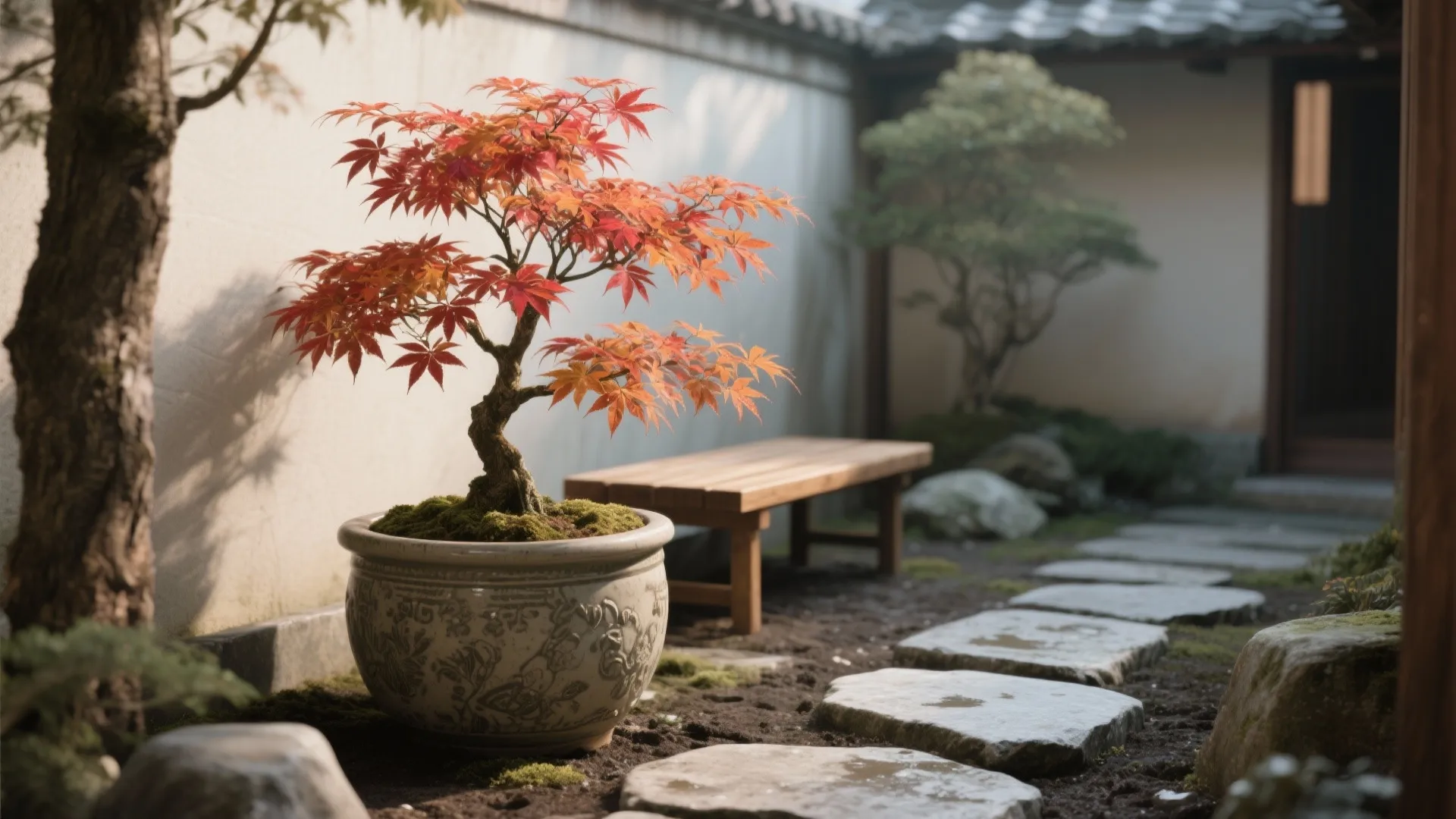 Dwarf Japanese Maple (Acer palmatum varieties)