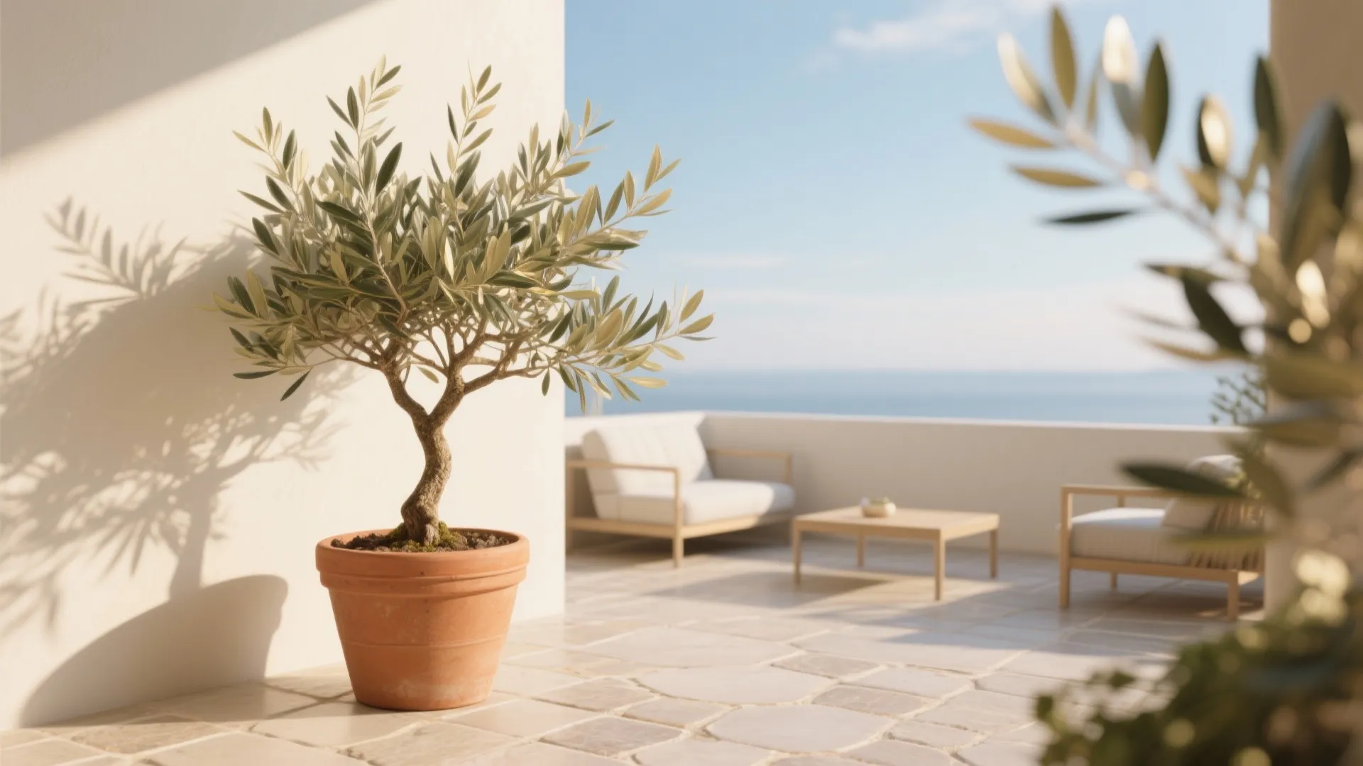 Small olive tree in clay pot on sunny balcony overlooking blue ocean with white outdoor sofa