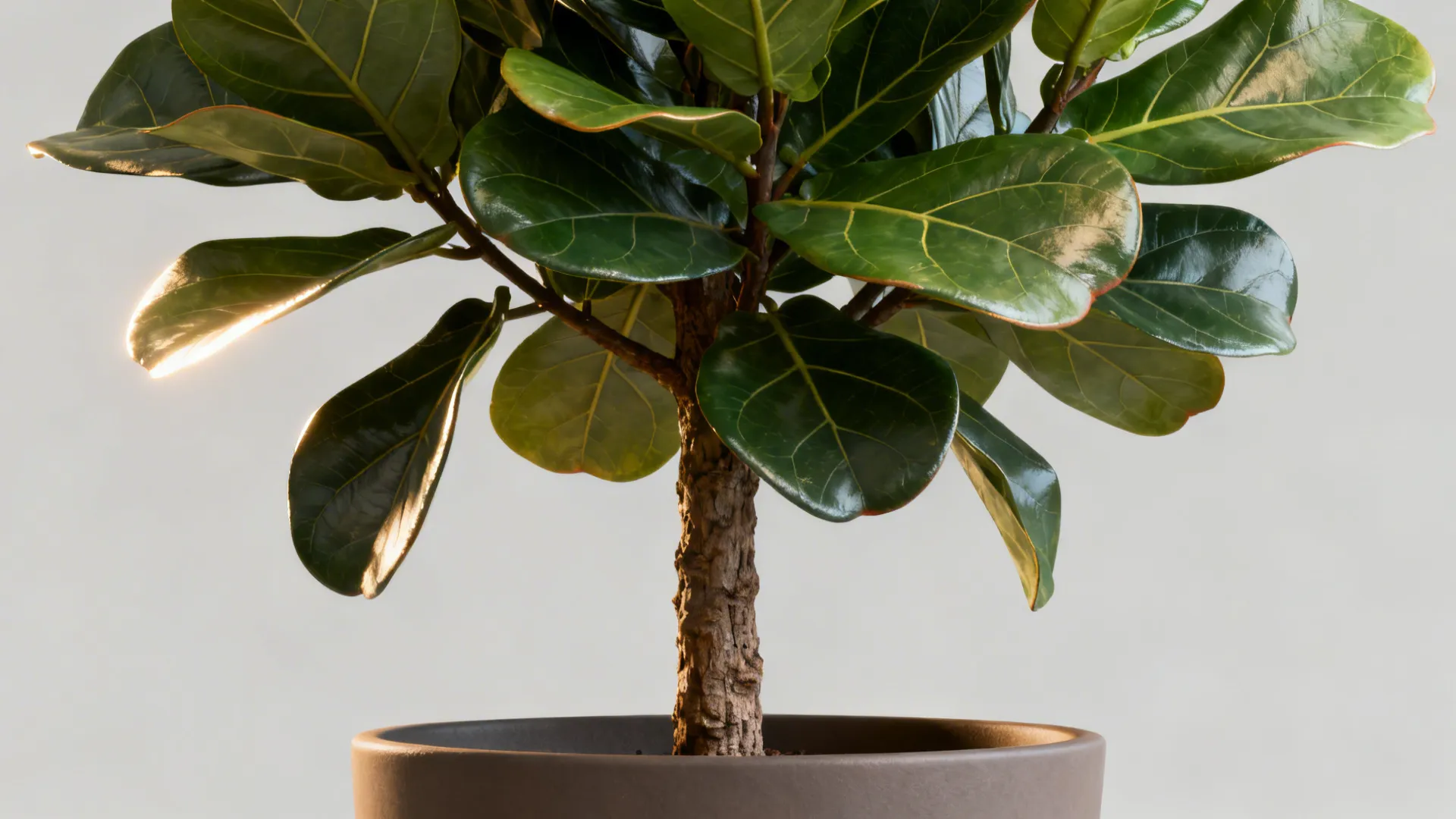 Macro view of faux fiddle leaf fig leaves and trunk in a matte pot