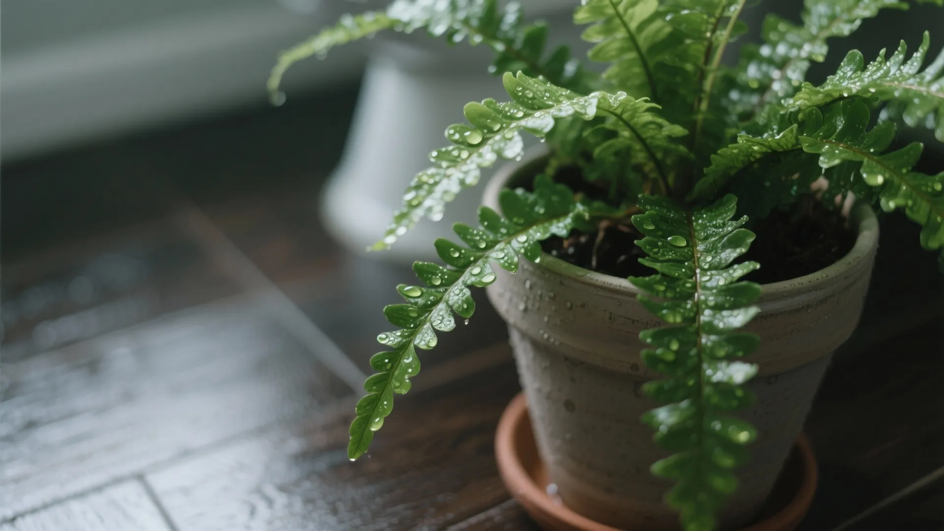 Green fern plant in a ceramic pot with water drops on leaves over dark wood floor