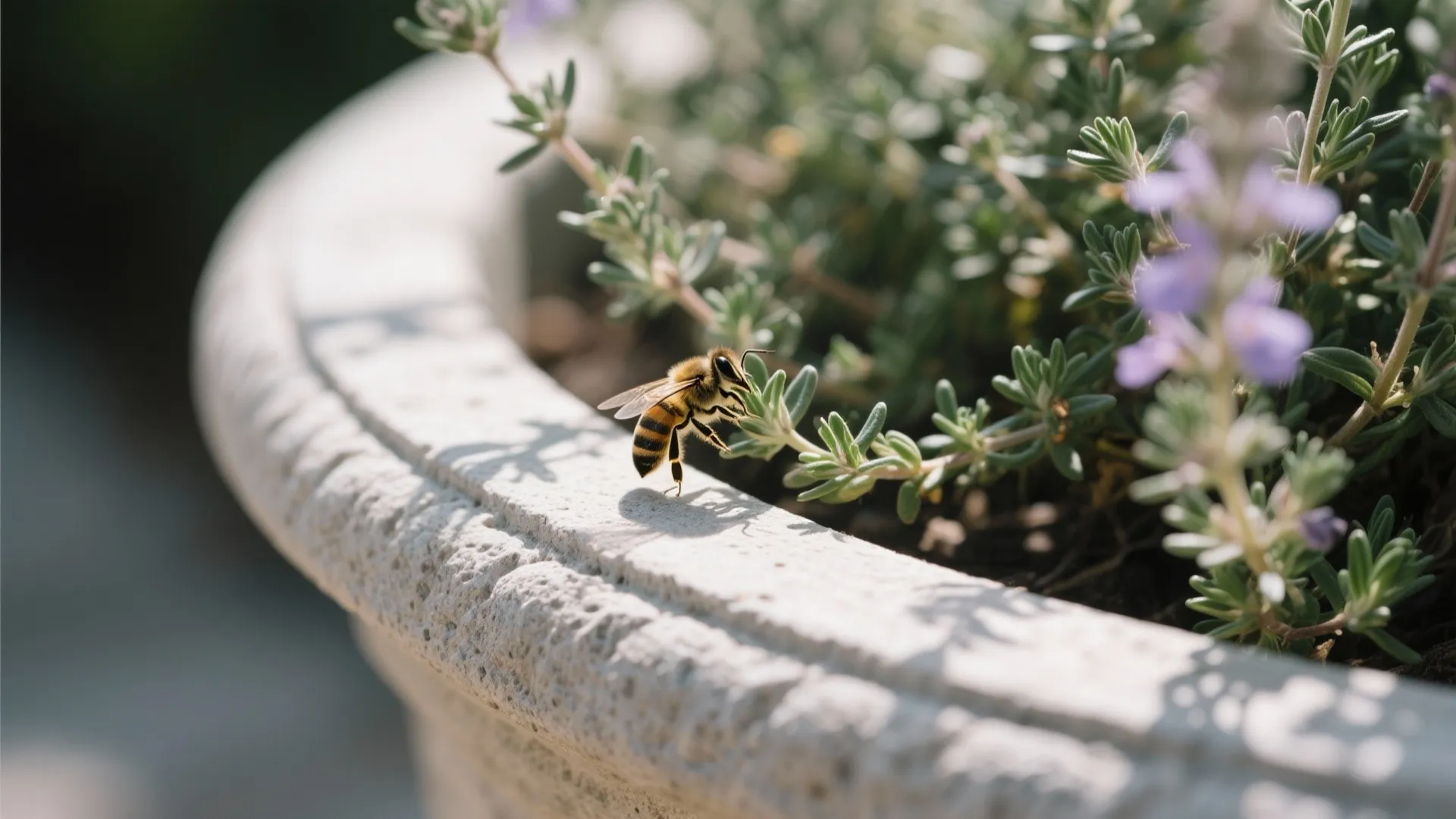 Macro of honed fiberstone rim with thyme spillover and a bee near a sage bloom.