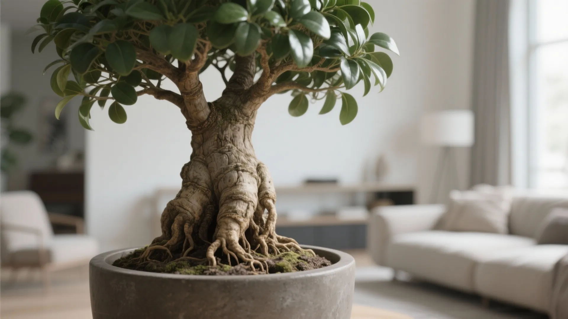 Close up of small green tree in grey pot inside bright living room with white sofa