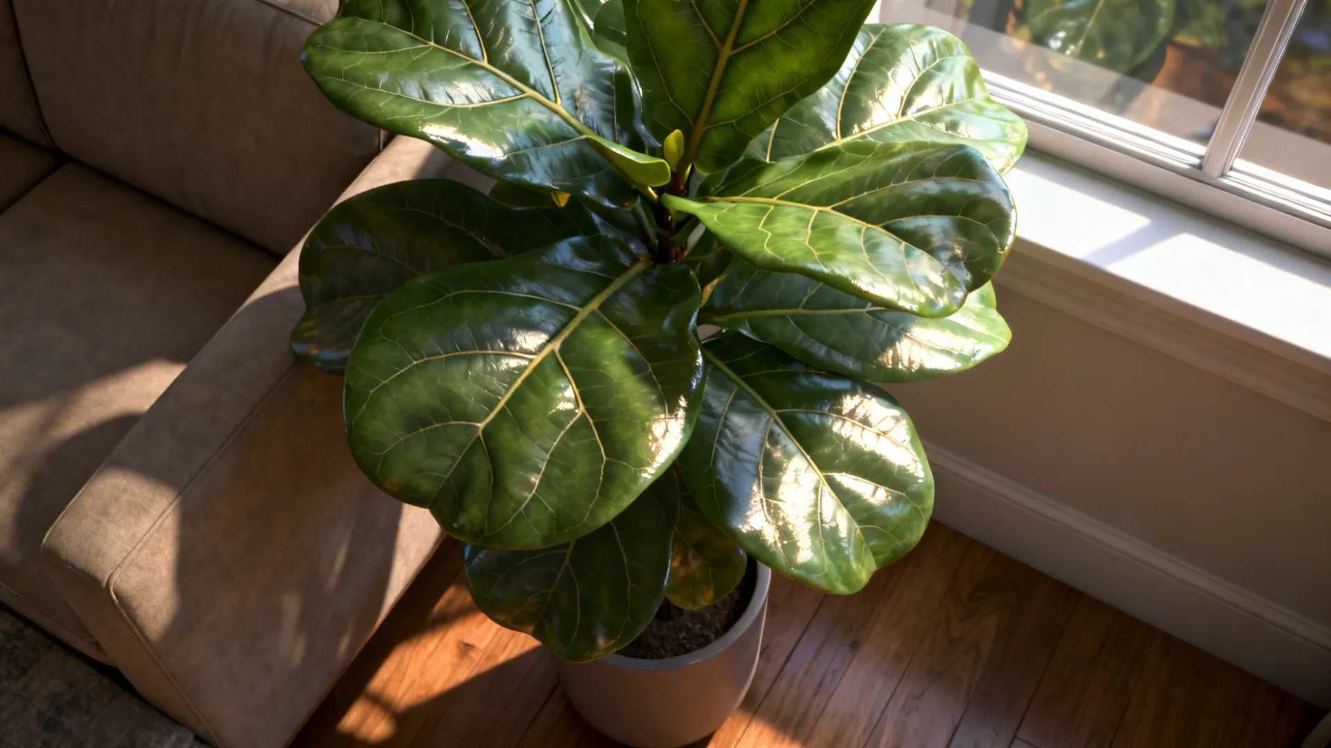 Macro view of a fiddle leaf fig's large glossy leaves placed beside a sofa in a small living room.