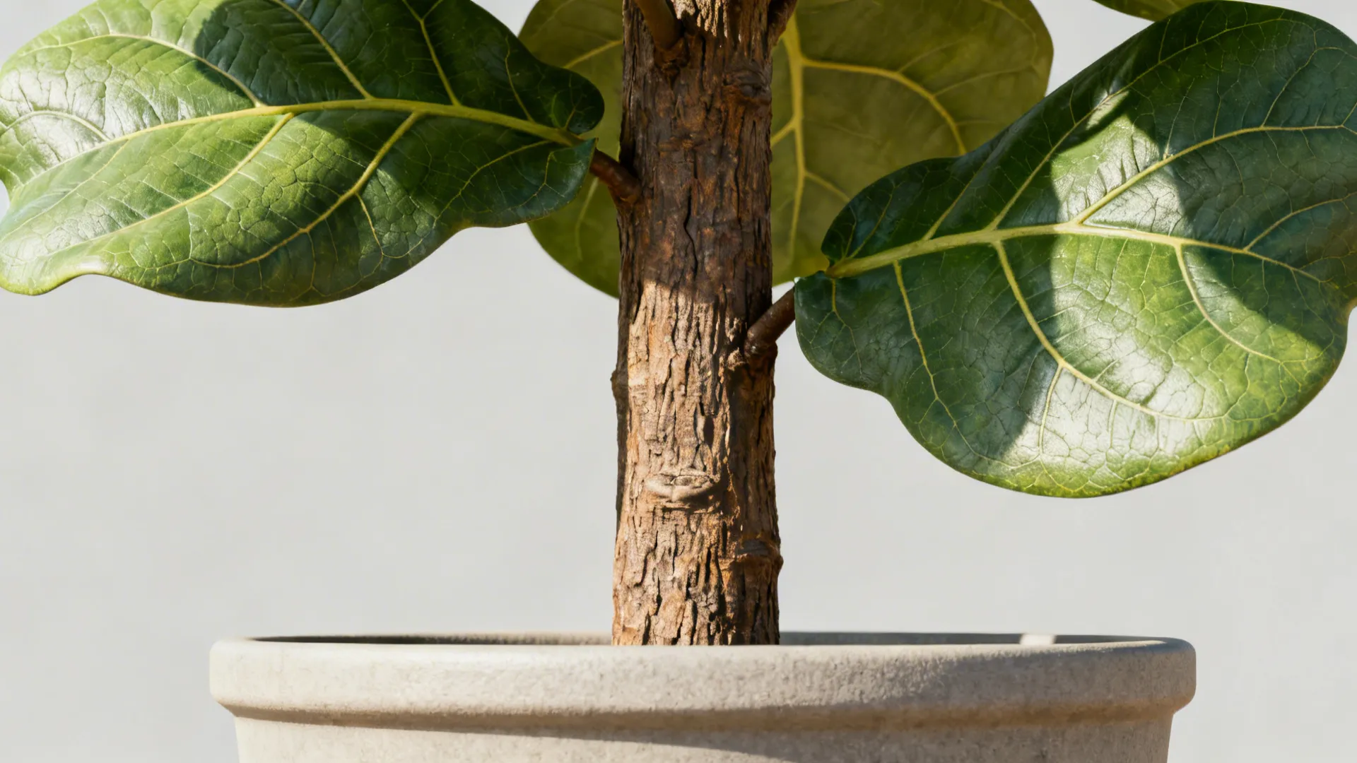 1. Tall Fiddle Leaf Fig Replica