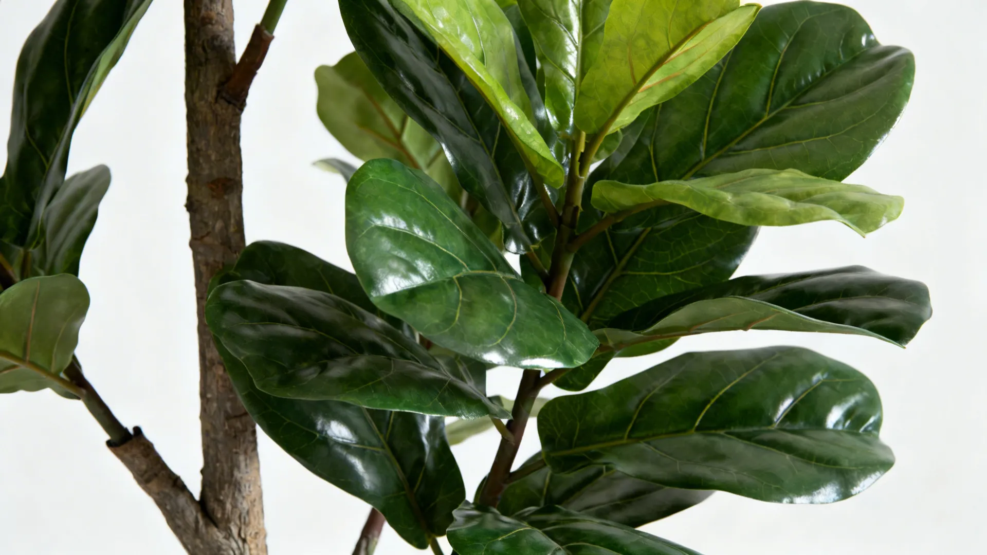 Close up of large green plant leaves with visible veins and brown branches against white