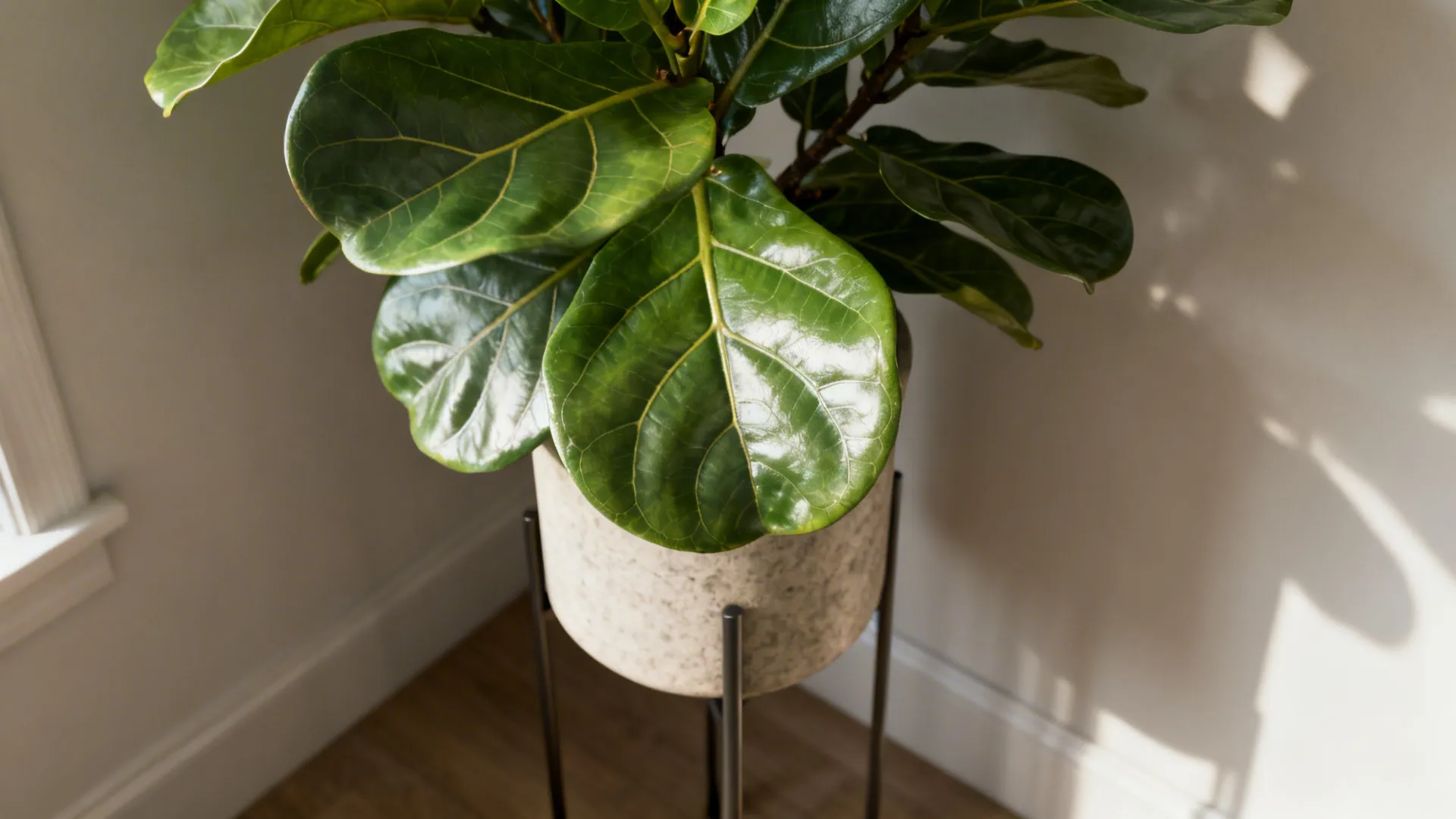 Fiddle leaf fig on a narrow stand with glossy sculptural leaves in soft daylight.