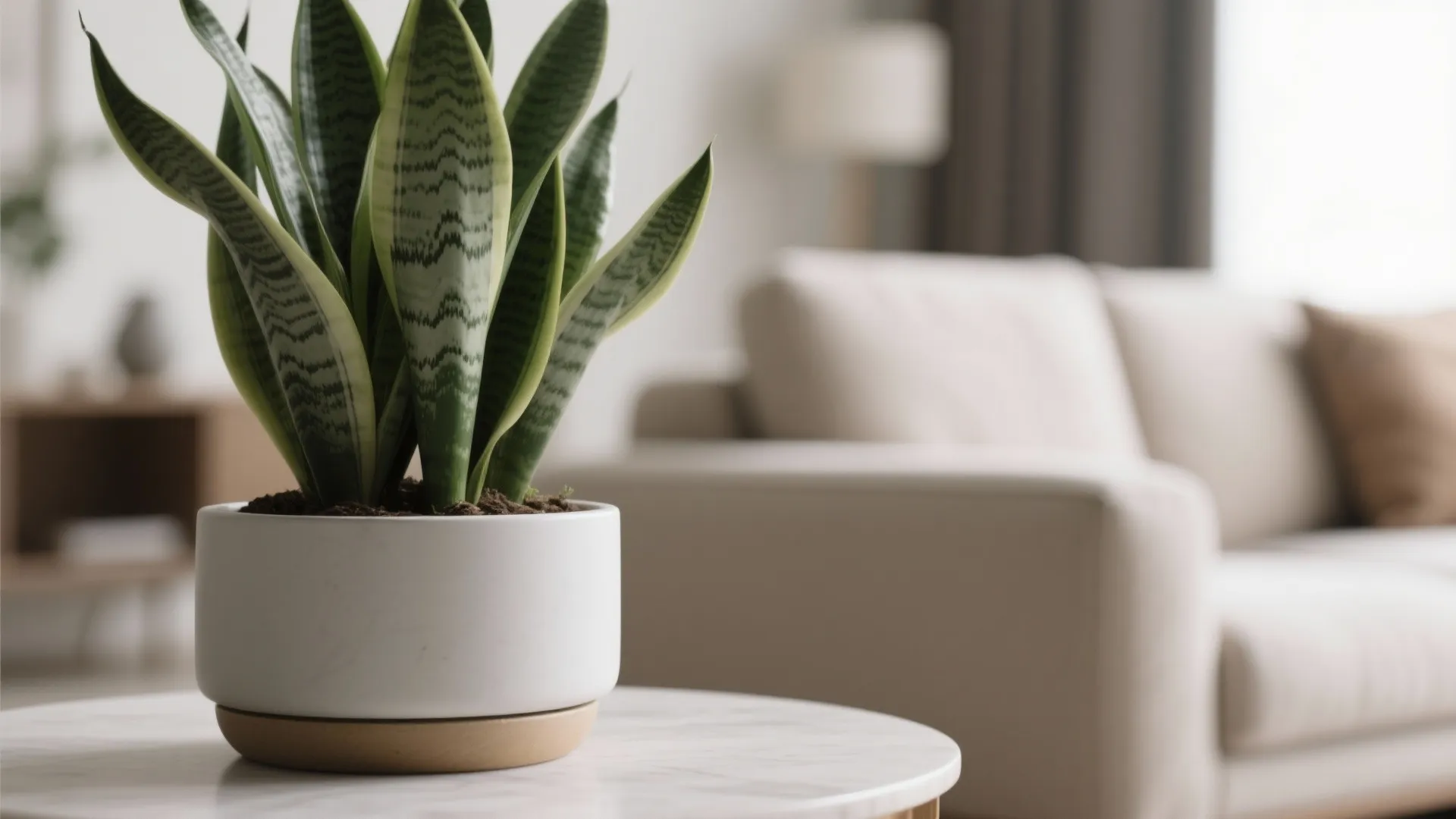 Green potted plant on marble coffee table in a modern living room with beige sofa