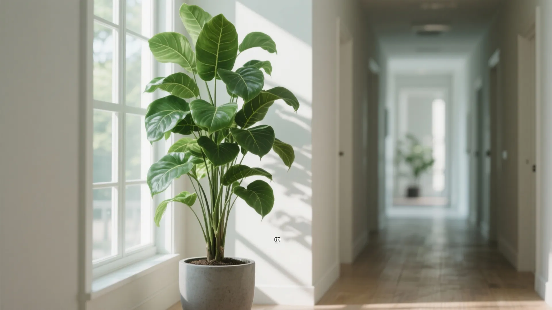 Plants for Freshness