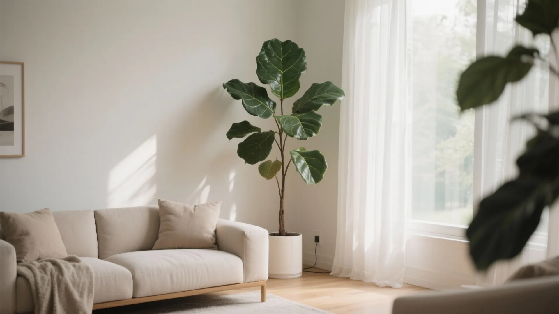 Tall green indoor plant in a white pot next to a beige sofa and white curtains