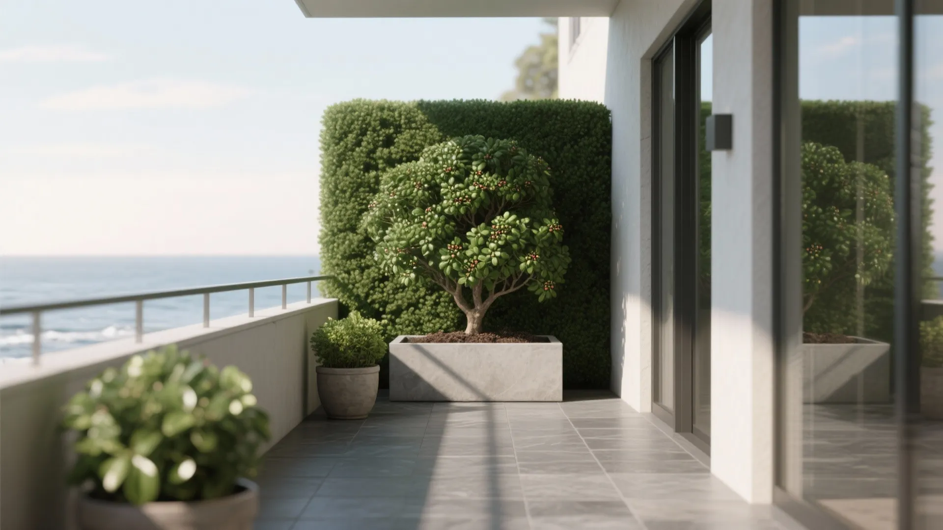 Japanese Holly (Ilex crenata)