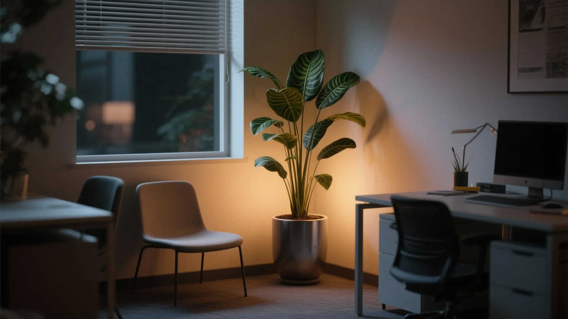 4. Low-Light Loving Snake Plant