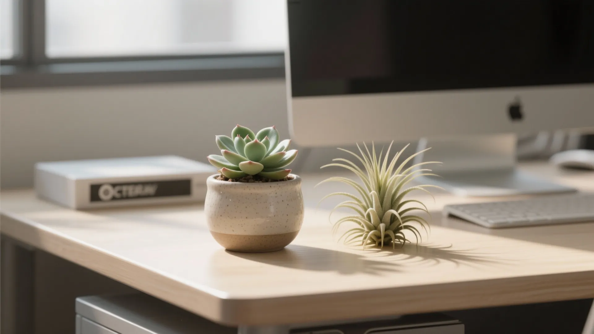 1. Mini Desk Plants