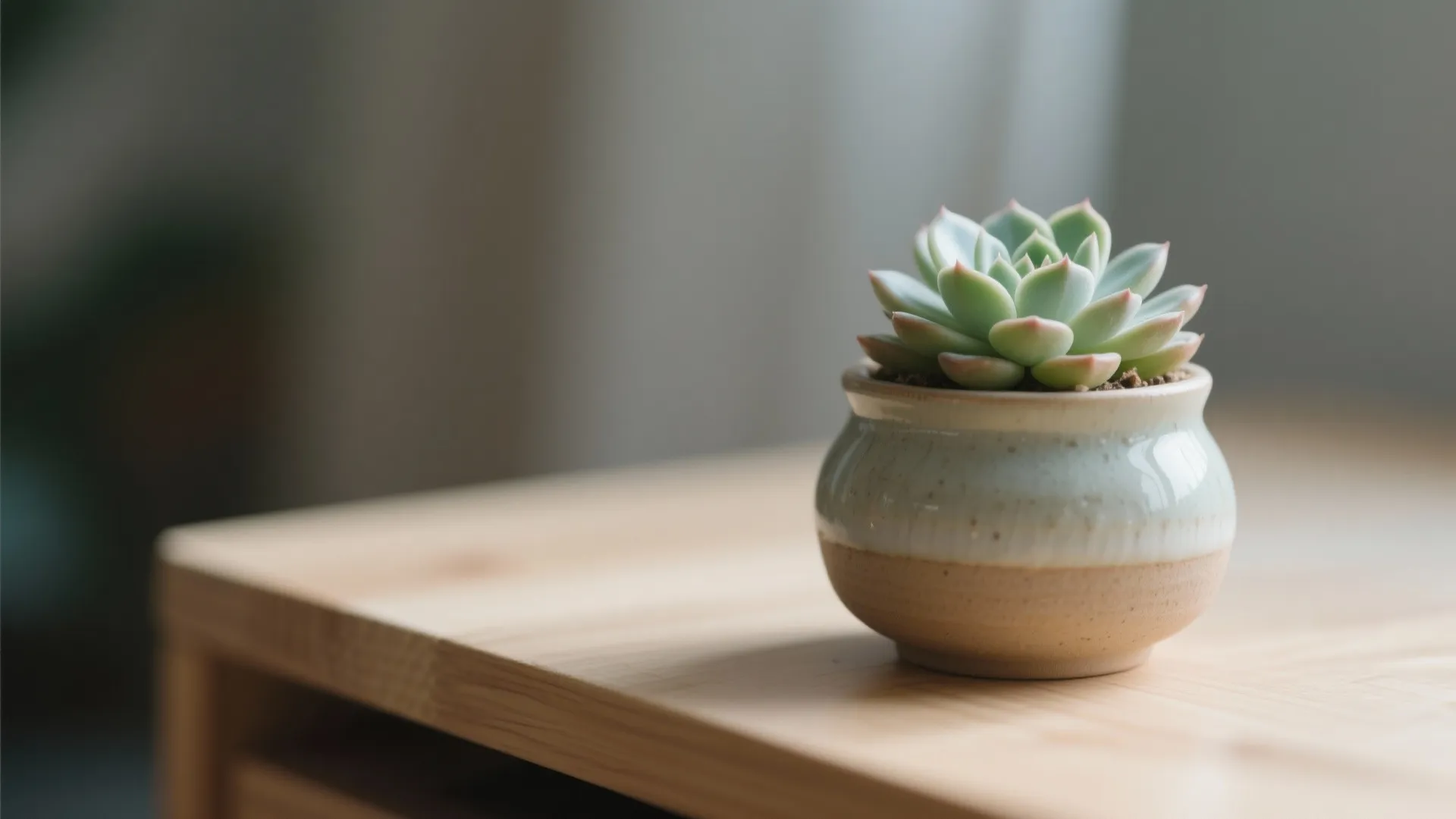 Green succulent plant in a small ceramic pot sitting on a clean light wooden desk
