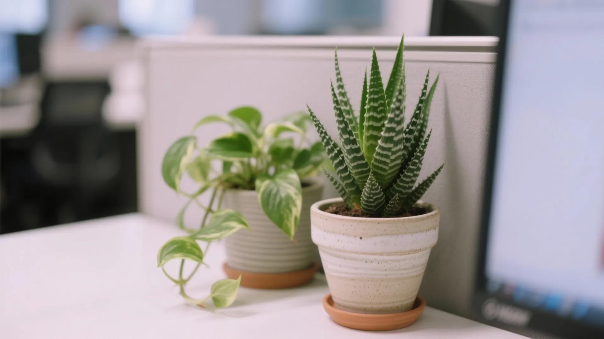 4. Mini Plant Corner