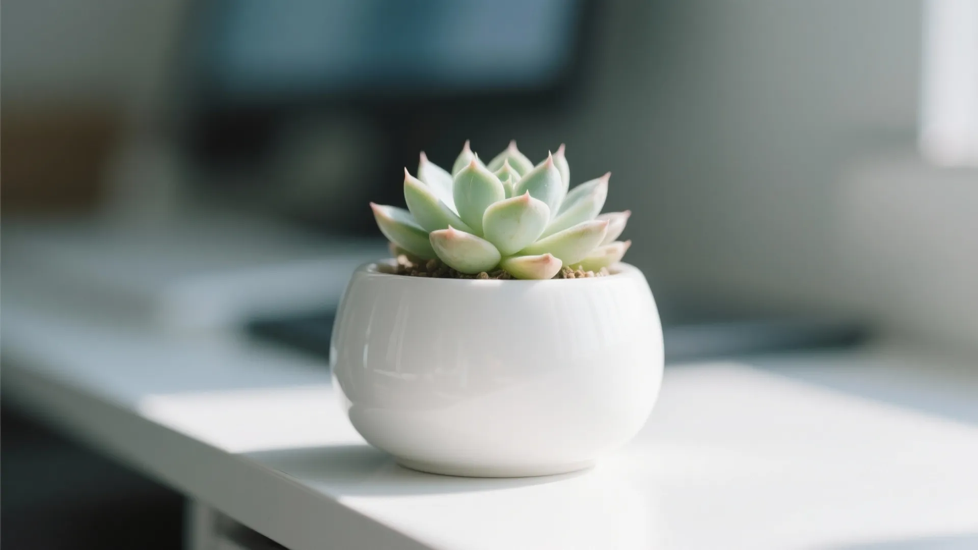 6. Mini Desk Plants
