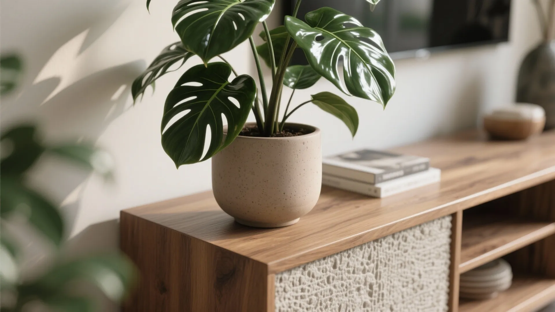 Close up of a green leafy plant in a beige pot on a wooden cabinet