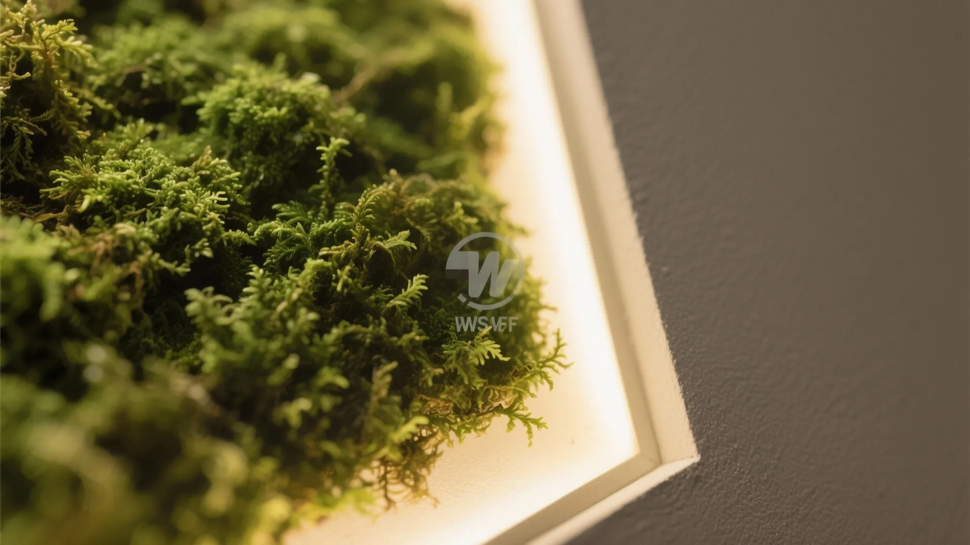 Minimalist Moss Wall + Indirect Light