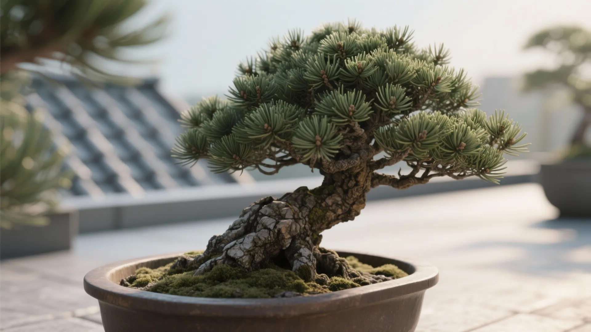 Dwarf Mugo Pine (Pinus mugo 'Mops')