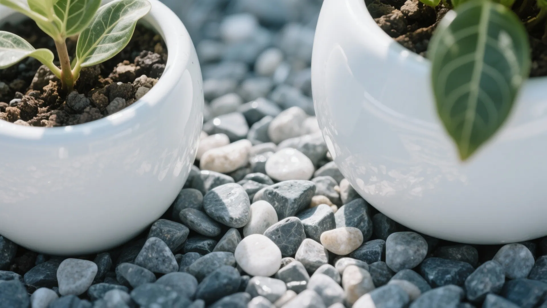 Macro of reflective gravel mulch and a white ceramic pot bouncing light onto leaves.