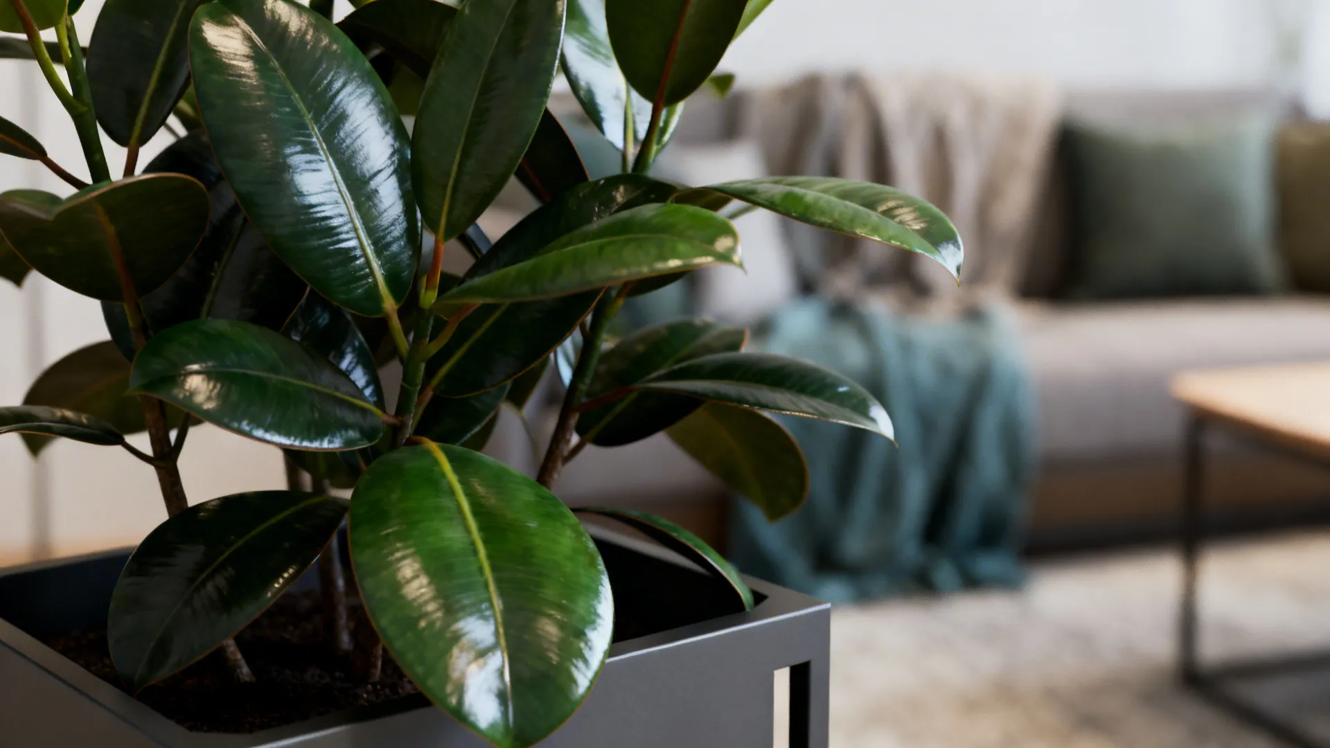 Close-up of rubber plant's glossy leaves in a small living room with modern planter.
