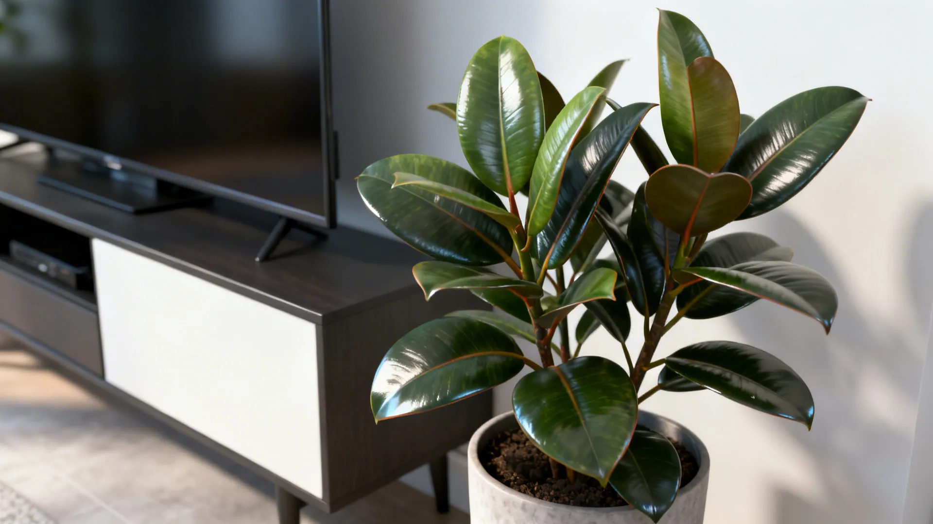 Green rubber plant in a grey pot next to a modern black and white cabinet
