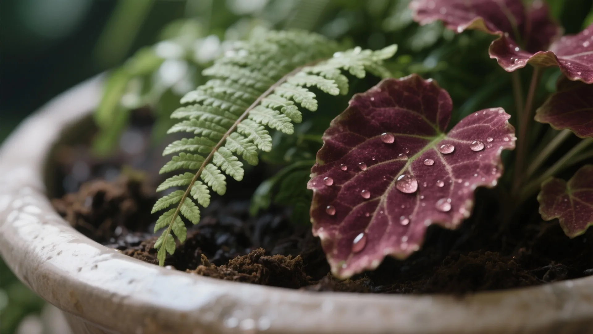Close up view of green fern and purple leaves with water droplets in a pot