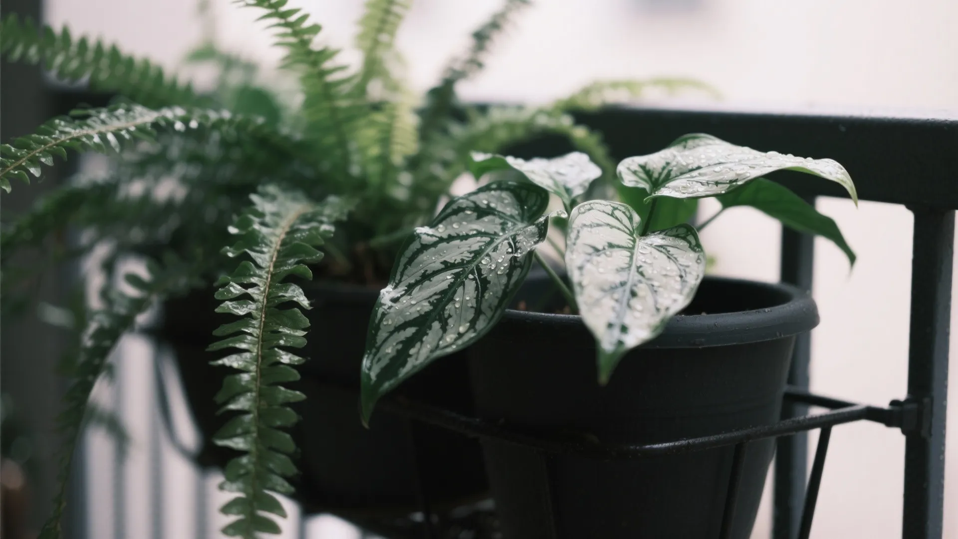 Shade-Tolerant Jungle (Low-Light Winners)