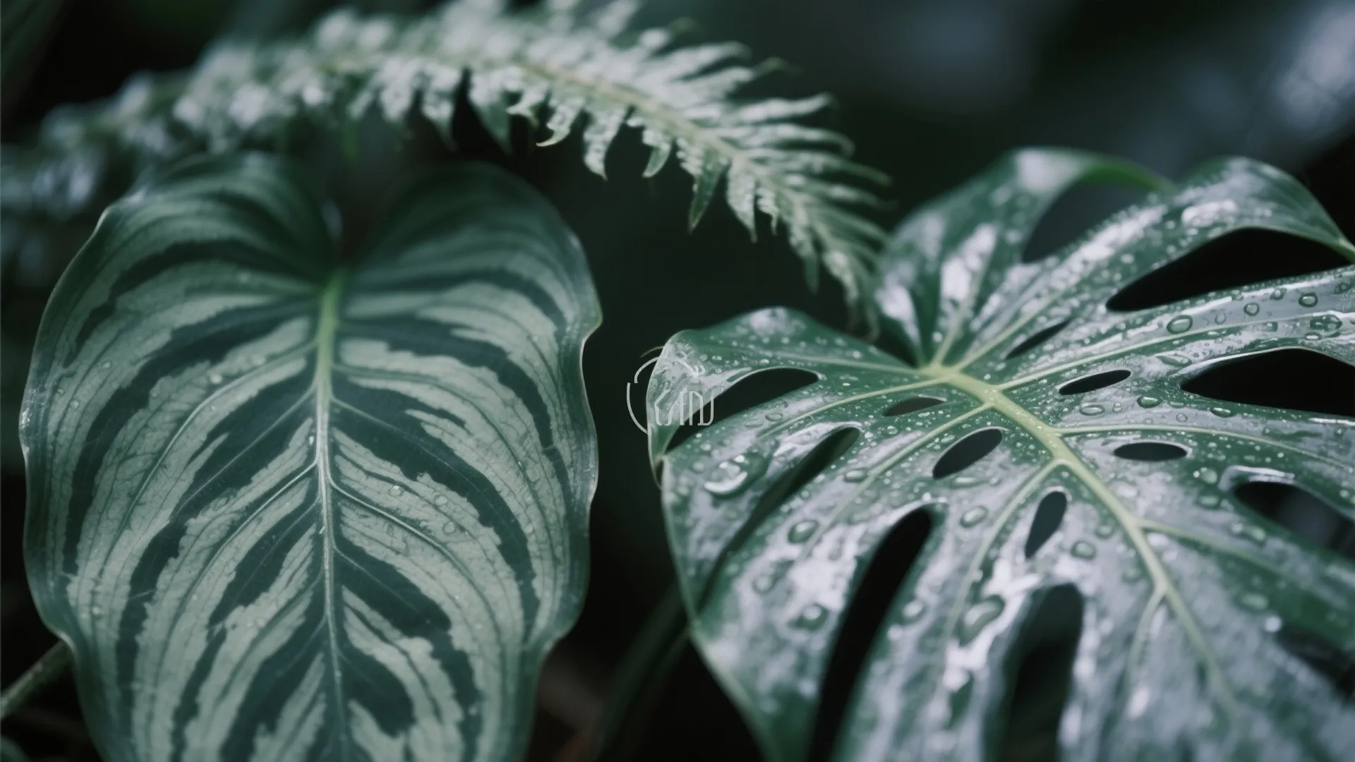 Macro of calathea, fern, and monstera leaves showing glossy and matte textures.
