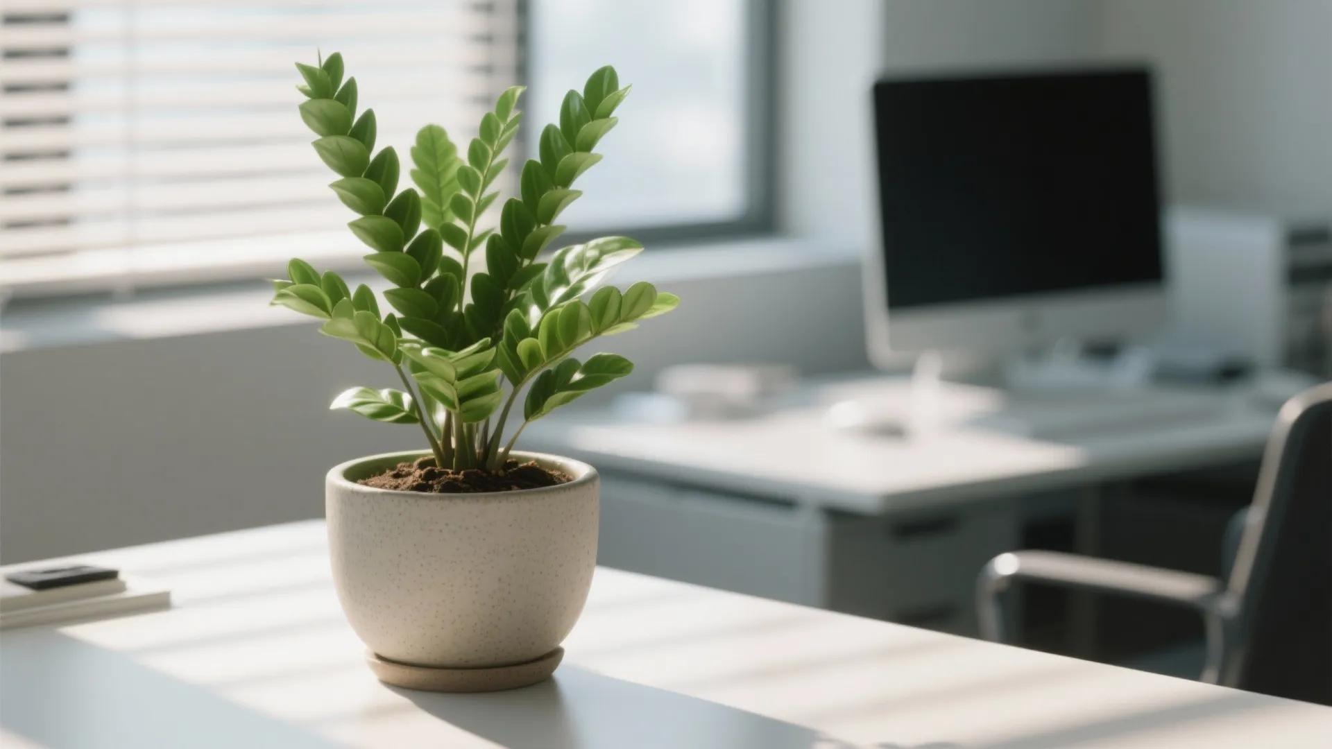 ZZ plant in white ceramic pot on office desk