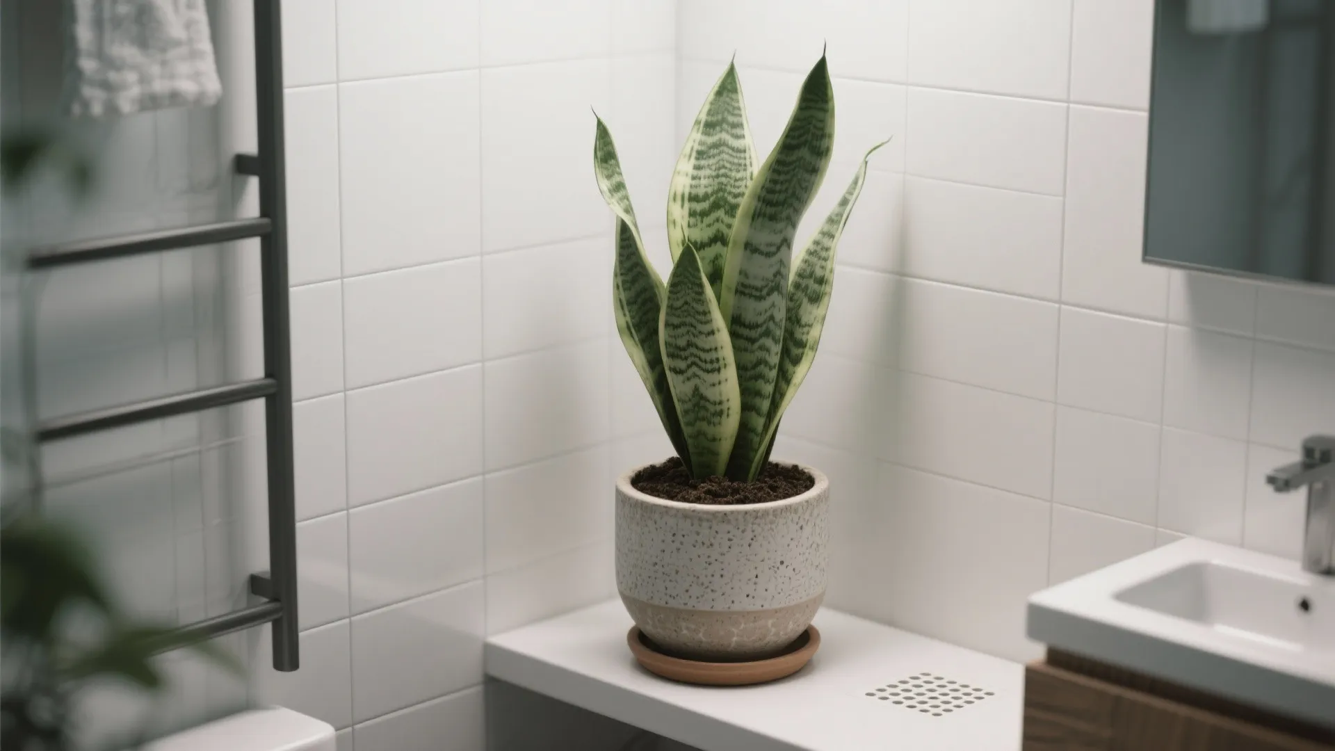 Snake plant in a narrow bathroom corner in a ceramic pot with well-draining soil.
