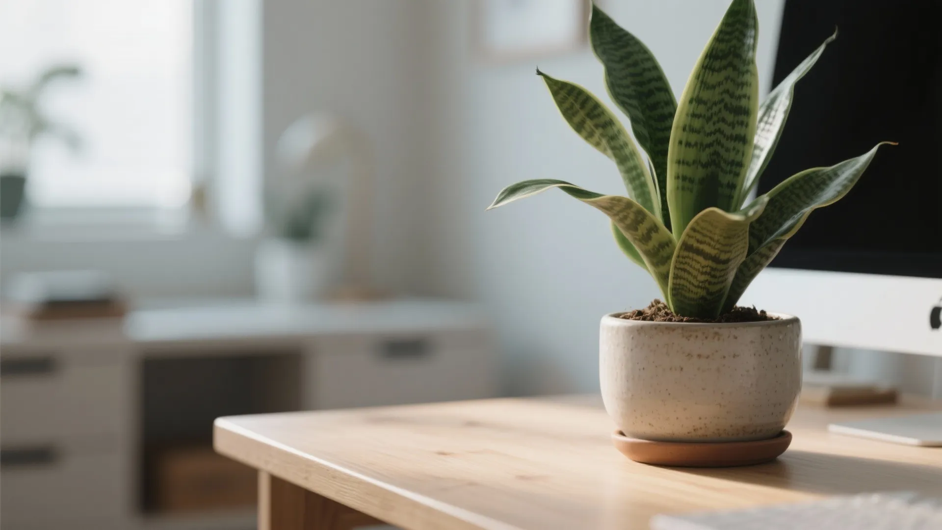 Close up of a green snake plant in a ceramic pot on a wooden desk