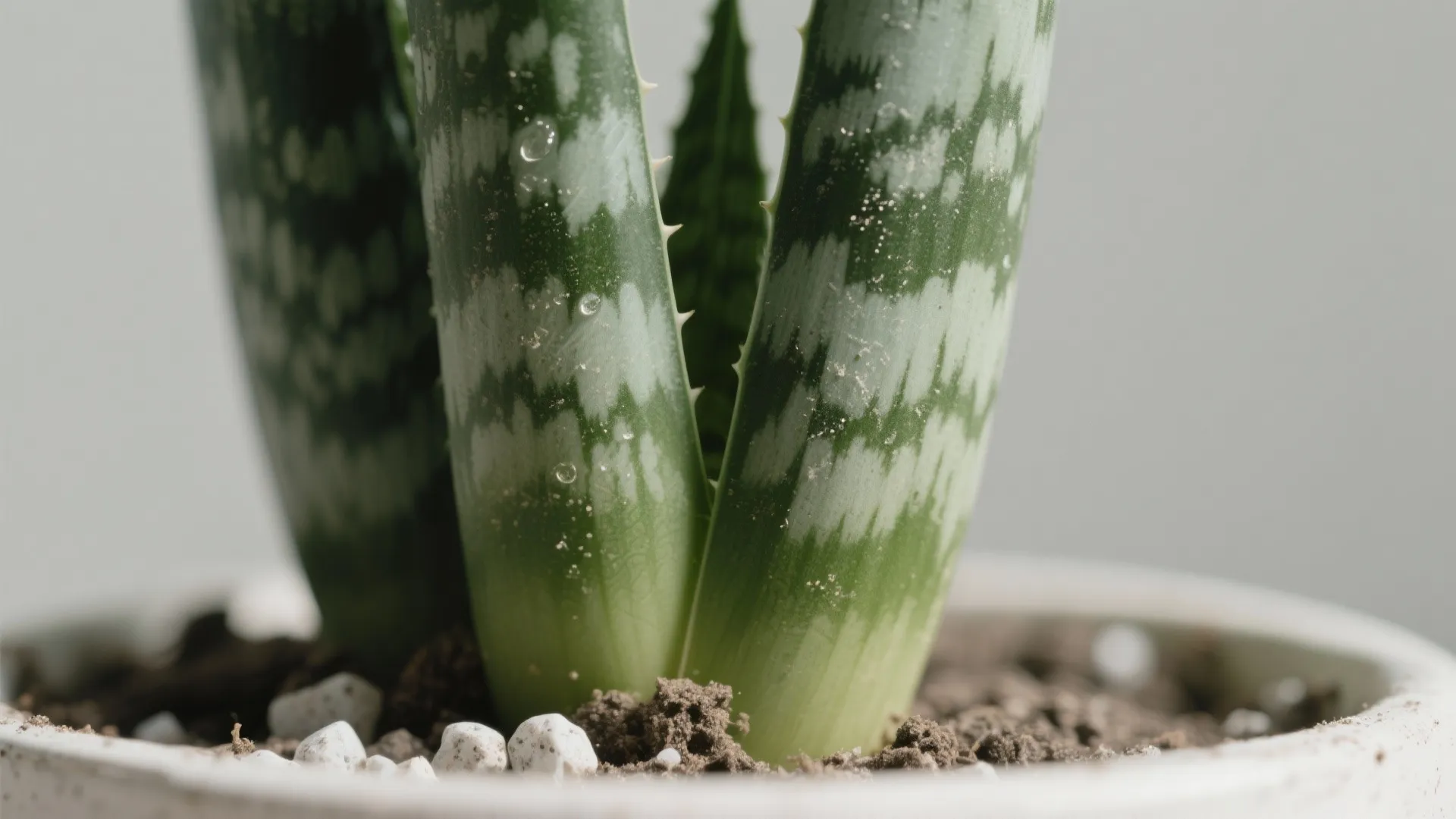 Heat-Proof Greens: Areca Palm, Snake Plant, and ZZ