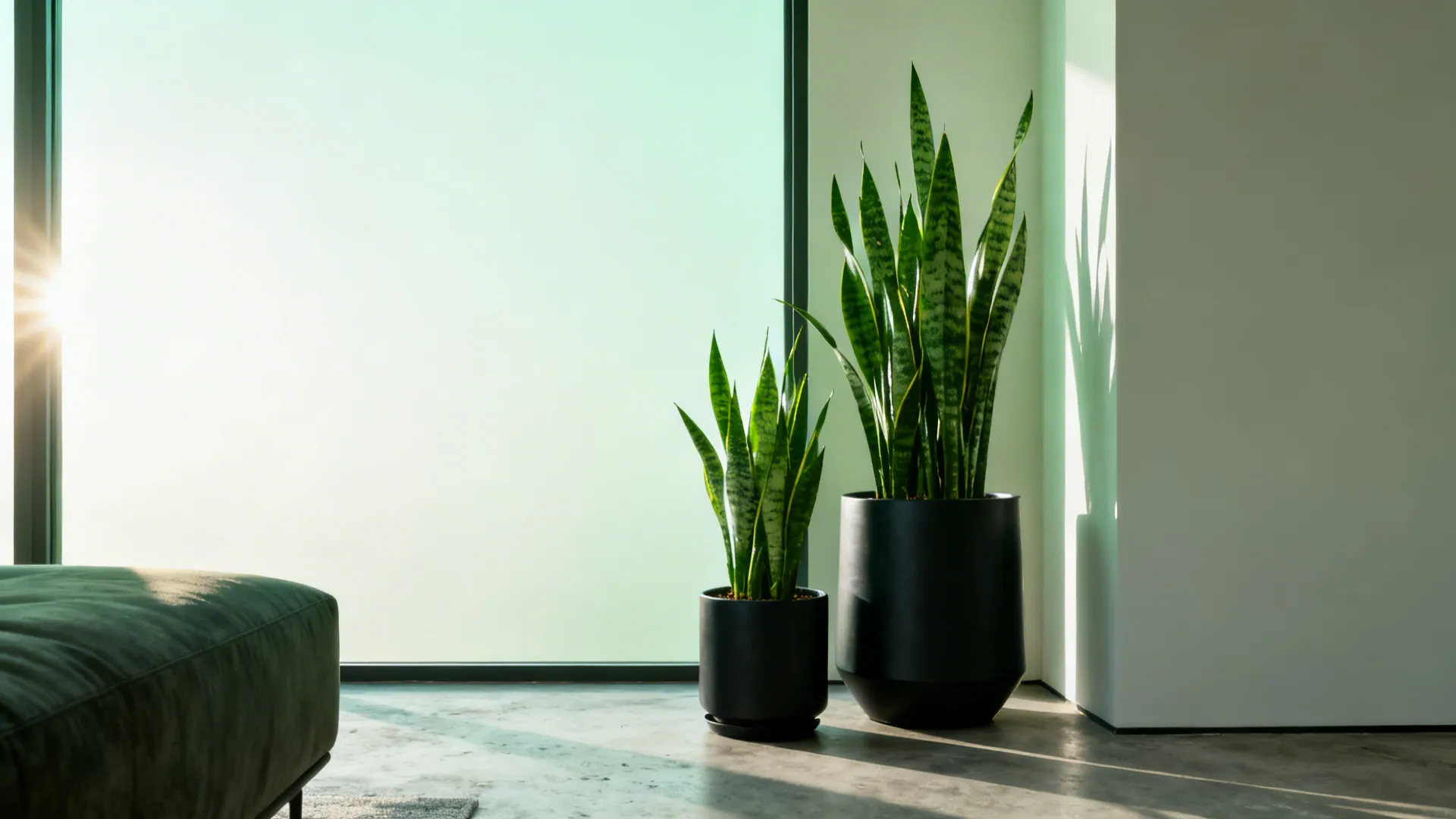 Three snake plants of different heights in modern black planters forming an architectural corner grouping.