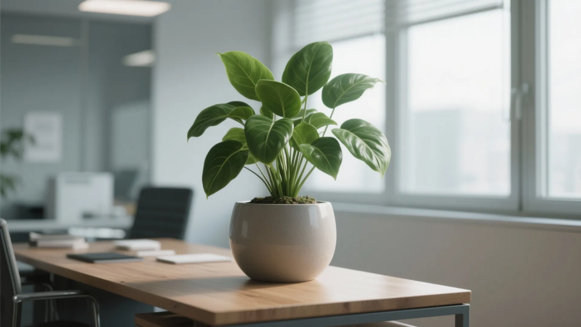 Green leafy indoor plant in white round pot sitting on wooden office desk near window