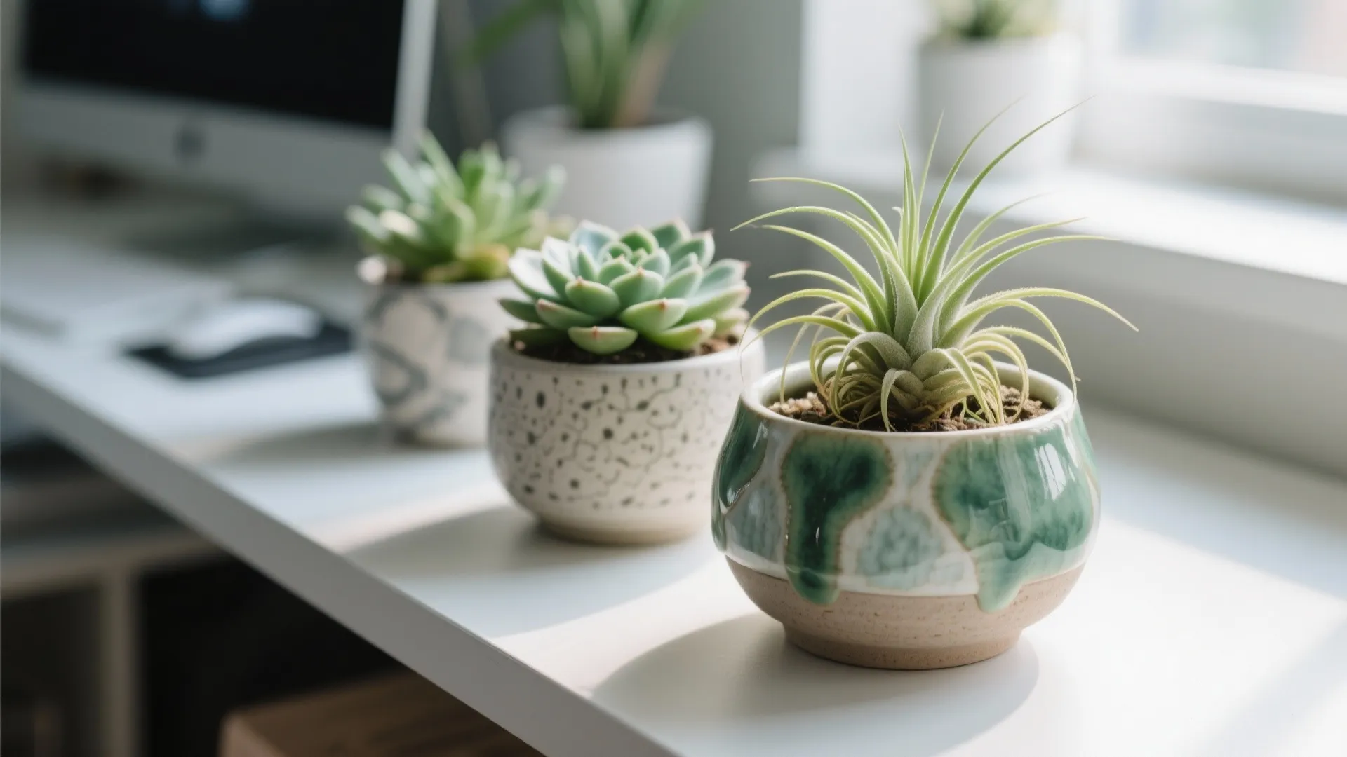 1. Desk Plant with Personality