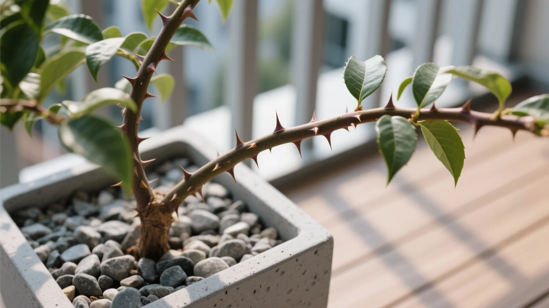 Macro of thorny plant in a fiberstone planter on a small balcony deck.