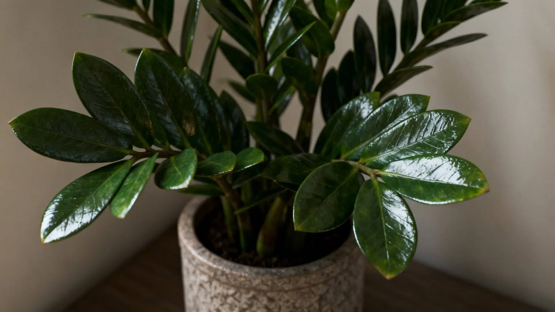 ZZ plant with glossy pinnate leaves in a small corner planter under soft light.