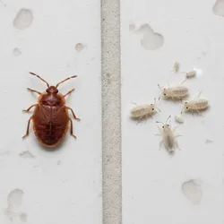 Bed Bugs vs Other Bathroom Bugs: How to Tell the Difference