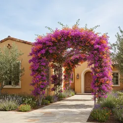 Is Bougainvillea Safe Near House Foundations?