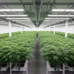 Commercial Grow Lighting for Bud Production: How Professionals Manage Light