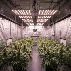 Choosing the Right Grow Light Setup for Bud Development