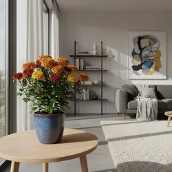 Common Problems When Growing Mums Indoors and How to Fix Them