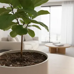 Indoor Plant Pests Caused by Outdoor Soil and How to Fix Them