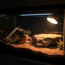 Why Your Lizard Avoids Light: Common Lighting Problems and Fixes